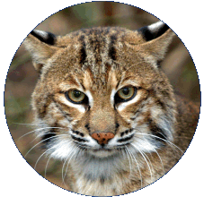 bobcat