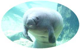 manatee