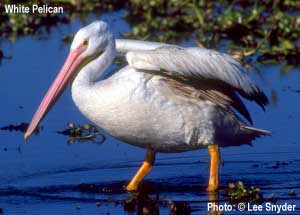 white pelican