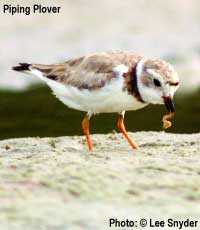 piping plover