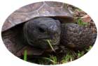 gopher tortoise