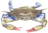 blue crab