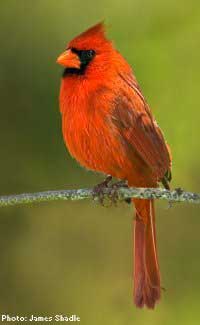 cardinal