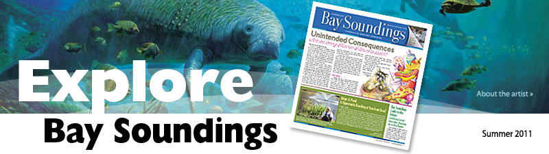 Manatees frolic painting by Christopher Still for Bay Soundings