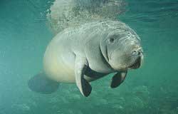 manatee