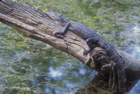 alligator