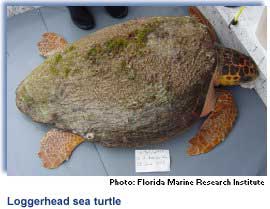 loggerhead