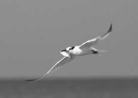 sandwich tern